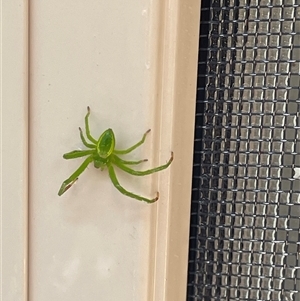 Unverified Huntsman spider (Sparassidae) at Dunbogan, NSW - 25 Sep 2025 by LPW