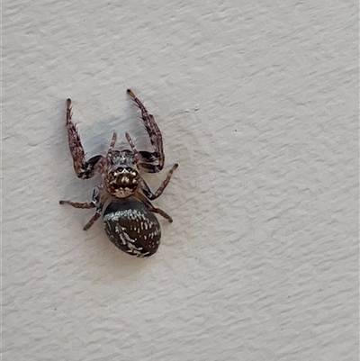 Opisthoncus serratofasciatus (Chevronned jumper) at Dunbogan, NSW - 25 Sep 2025 by LPW