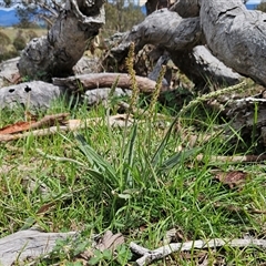 Plantago varia (Native Plaintain) at Whitlam, ACT - 21 Sep 2025 by sangio7