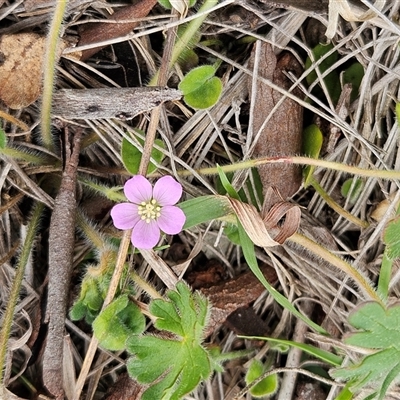 Geranium solanderi var. solanderi (Native Geranium) at Whitlam, ACT - 21 Sep 2025 by sangio7