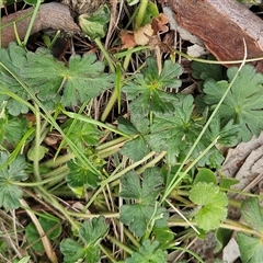 Geranium solanderi var. solanderi at Whitlam, ACT - 21 Sep 2025 11:10 AM