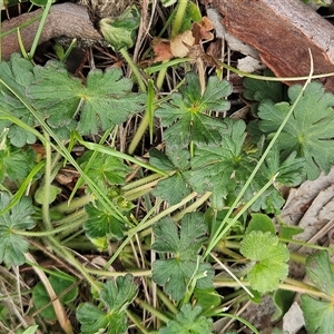 Geranium solanderi var. solanderi at Whitlam, ACT - 21 Sep 2025 11:10 AM