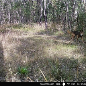 Canis lupus (Dingo / Wild Dog) at Lanitza, NSW - 18 Aug 2025 by Carolina