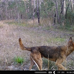 Canis lupus at Lanitza, NSW - 18 Aug 2025 02:40 PM