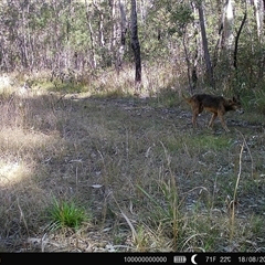 Canis lupus at Lanitza, NSW - 18 Aug 2025 02:40 PM