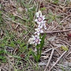 Wurmbea dioica subsp. dioica (Early Nancy) at Hawker, ACT - 21 Sep 2025 by sangio7