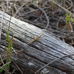 Morabidae (family) at The Pilliga, NSW - suppressed