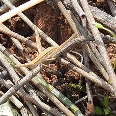 Morabidae (family) at The Pilliga, NSW - suppressed