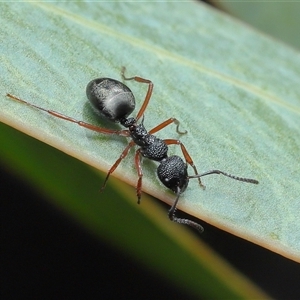 Dolichoderus scabridus (Dolly ant) at Tharwa, ACT - 24 Sep 2025 by TimL
