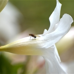 Unverified Insect at Lanitza, NSW - 19 Oct 2023 by Carolina