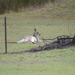 Macropus giganteus (Eastern Grey Kangaroo) at Lanitza, NSW - 16 May 2023 by Carolina