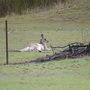 Macropus giganteus (Eastern Grey Kangaroo) at Lanitza, NSW - 16 May 2023 by Carolina
