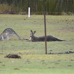Macropus giganteus at Lanitza, NSW - 16 May 2023 03:26 PM