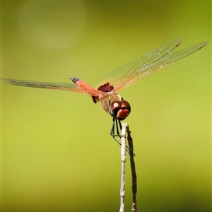 Unverified Dragonfly or Damselfly (Odonata) at The Pilliga, NSW - 25 Sep 2025 by HelenCross