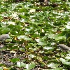 Vanellus miles (Masked Lapwing) at Lanitza, NSW - 14 Jan 2023 by Carolina