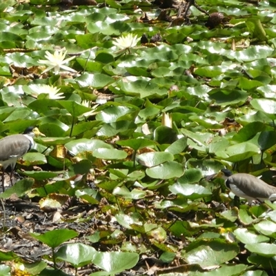 Vanellus miles (Masked Lapwing) at Lanitza, NSW - 14 Jan 2023 by Carolina