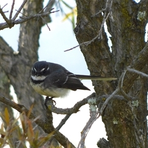 Rhipidura albiscapa (Grey Fantail) at Symonston, ACT - 25 Sep 2025 by CallumBraeRuralProperty