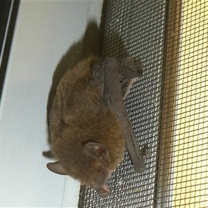 Myotis macropus at Lanitza, NSW - 6 Feb 2023 by Carolina