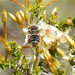 Unverified Bee (Hymenoptera, Apiformes) at The Pilliga, NSW - 25 Sep 2025 by HelenCross