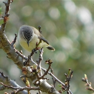 Acanthiza chrysorrhoa (Yellow-rumped Thornbill) at Symonston, ACT - 25 Sep 2025 by CallumBraeRuralProperty