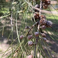 Casuarina cunninghamiana subsp. cunninghamiana (River She-Oak, River Oak) at Hackett, ACT - 25 Sep 2025 by waltraud