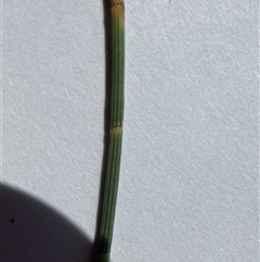 Casuarina cunninghamiana subsp. cunninghamiana (River She-Oak, River Oak) at Hackett, ACT - 25 Sep 2025 by waltraud