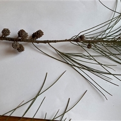 Casuarina cunninghamiana subsp. cunninghamiana at Hackett, ACT - 25 Sep 2025 01:57 PM