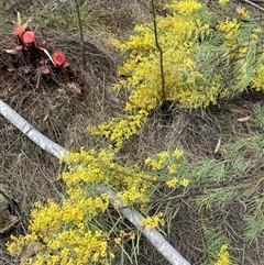 Acacia boormanii (Snowy River Wattle) at Watson, ACT - 21 Sep 2025 by waltraud