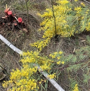 Acacia boormanii (Snowy River Wattle) at Watson, ACT - 21 Sep 2025 by waltraud