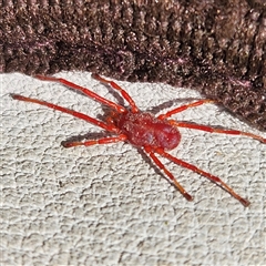 Rainbowia sp. (genus) (A mite) at Molonglo, ACT - 25 Sep 2025 by Wolfdogg
