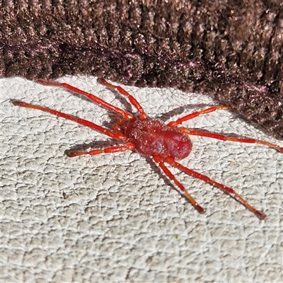 Rainbowia sp. (genus) (A mite) at Molonglo, ACT - 25 Sep 2025 by Wolfdogg