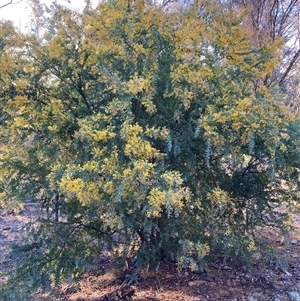 Acacia vestita (Hairy Wattle) at Watson, ACT - 24 Sep 2025 by waltraud