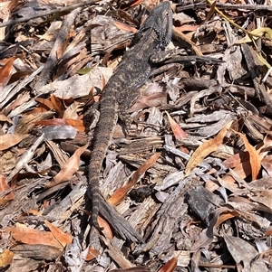 Pogona barbata (Eastern Bearded Dragon) at Hackett, ACT - 25 Sep 2025 by waltraud