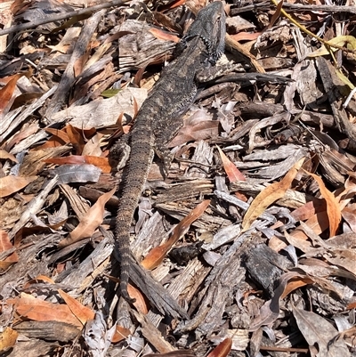 Pogona barbata (Eastern Bearded Dragon) at Hackett, ACT - 25 Sep 2025 by waltraud