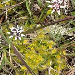 Wurmbea dioica subsp. dioica (Early Nancy) at Murrumbateman, NSW - 25 Sep 2025 by Batogal