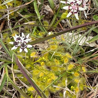 Wurmbea dioica subsp. dioica (Early Nancy) at Murrumbateman, NSW - 25 Sep 2025 by Batogal