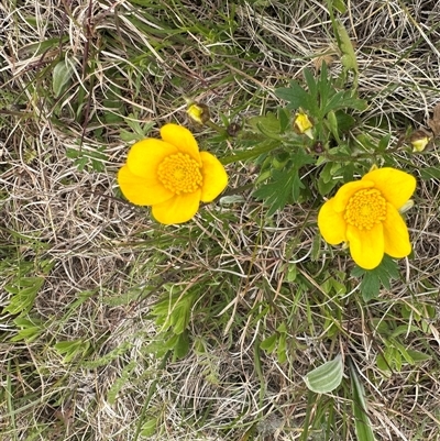 Ranunculus lappaceus (Australian Buttercup) at Murrumbateman, NSW - 25 Sep 2025 by Batogal