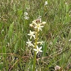 Stackhousia monogyna (Creamy Candles) at Murrumbateman, NSW - 25 Sep 2025 by Batogal