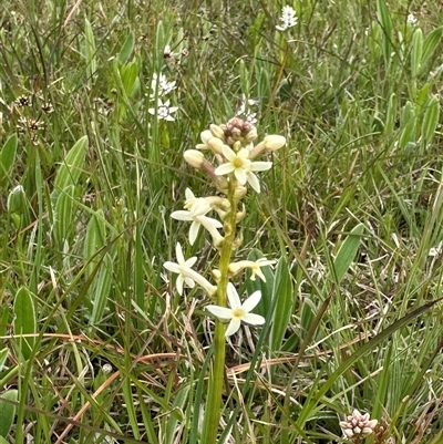 Stackhousia monogyna (Creamy Candles) at Murrumbateman, NSW - 25 Sep 2025 by Batogal