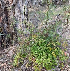 Nandina domestica (Sacred Bamboo) at Watson, ACT - 24 Sep 2025 by waltraud