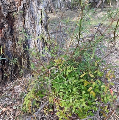 Nandina domestica (Sacred Bamboo) at Watson, ACT - 24 Sep 2025 by waltraud