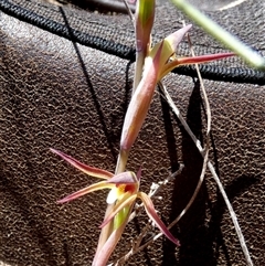 Lyperanthus suaveolens at Borough, NSW - suppressed