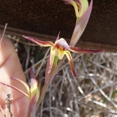 Lyperanthus suaveolens at Borough, NSW - suppressed