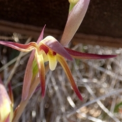 Lyperanthus suaveolens at Borough, NSW - suppressed