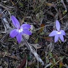 Glossodia major (Wax Lip Orchid) at Borough, NSW - 22 Sep 2025 by Paul4K