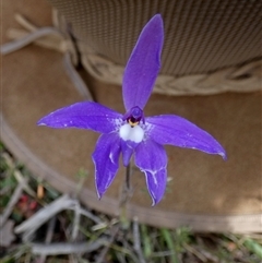 Glossodia major at Borough, NSW - suppressed