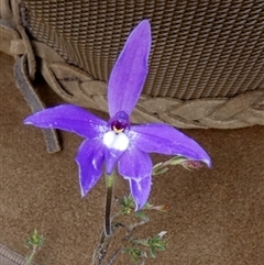 Glossodia major at Borough, NSW - suppressed