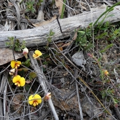 Bossiaea prostrata (Creeping Bossiaea) at Borough, NSW - 22 Sep 2025 by Paul4K