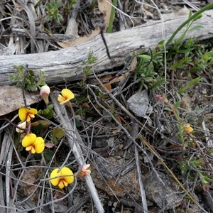 Bossiaea prostrata (Creeping Bossiaea) by Paul4K