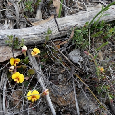 Bossiaea prostrata (Creeping Bossiaea) at Borough, NSW - 22 Sep 2025 by Paul4K